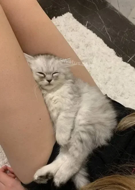 ТГ Фото голой блогерши WhylollyCry